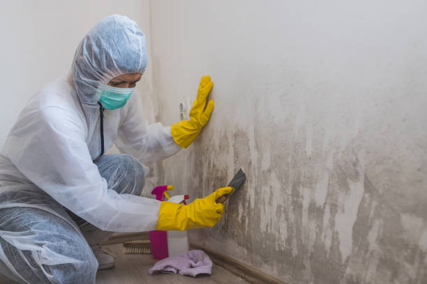 Best Mold Removal for HVAC Installations  in Lake Pocotopaug, CT