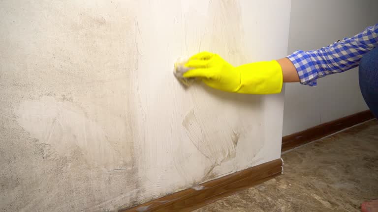Best Emergency Mold Remediation  in Lake Pocotopaug, CT