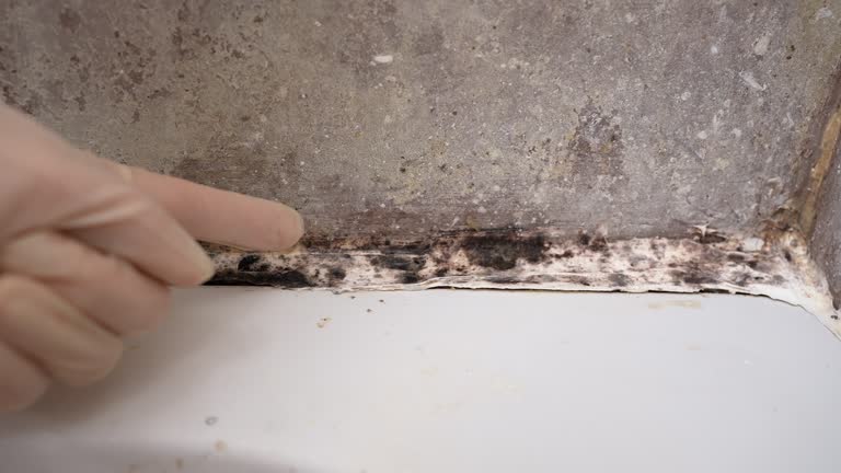 Best Basement Mold Removal  in Lake Pocotopaug, CT